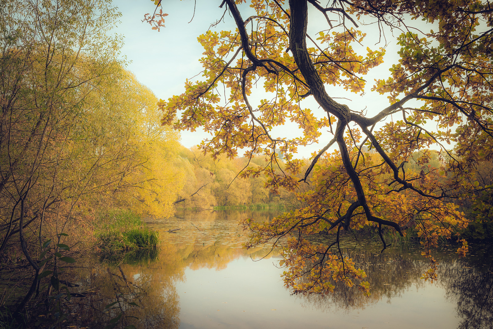 mùa thu, rừng, chi nhánh, hồ, màu vàng, cây, lá