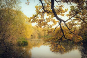 秋, 枝, 森林, 湖, 葉, 木, 黄