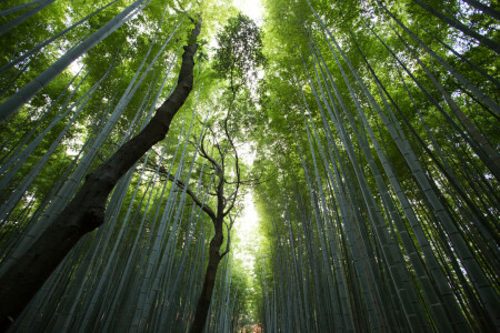 竹, クリアランス, 森林, トップス, トランクス