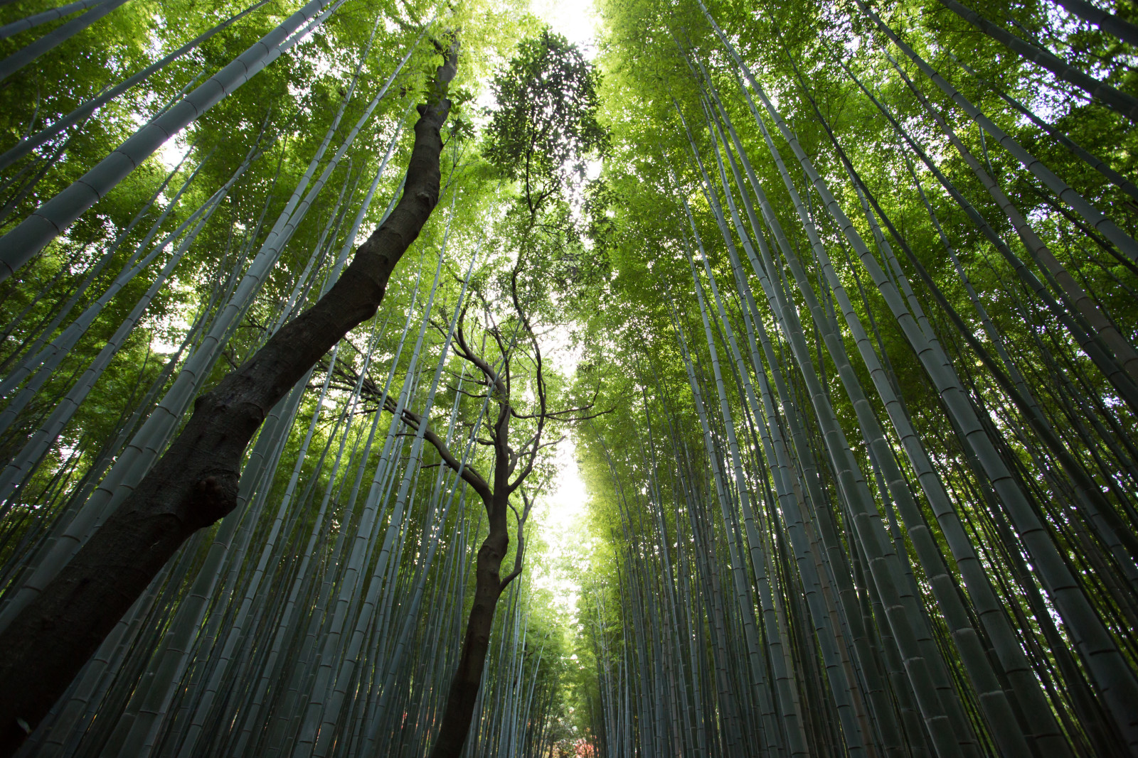 hutan, bambu, celana pendek, puncak, izin