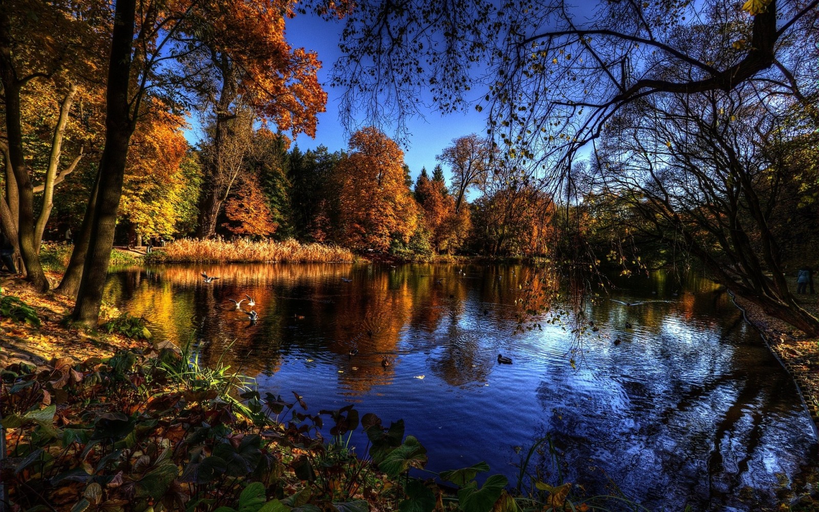 秋季, 分行, 湖, 树木, 水, 鸟类