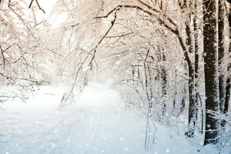 경치, 자연, 눈, 나무, 겨울