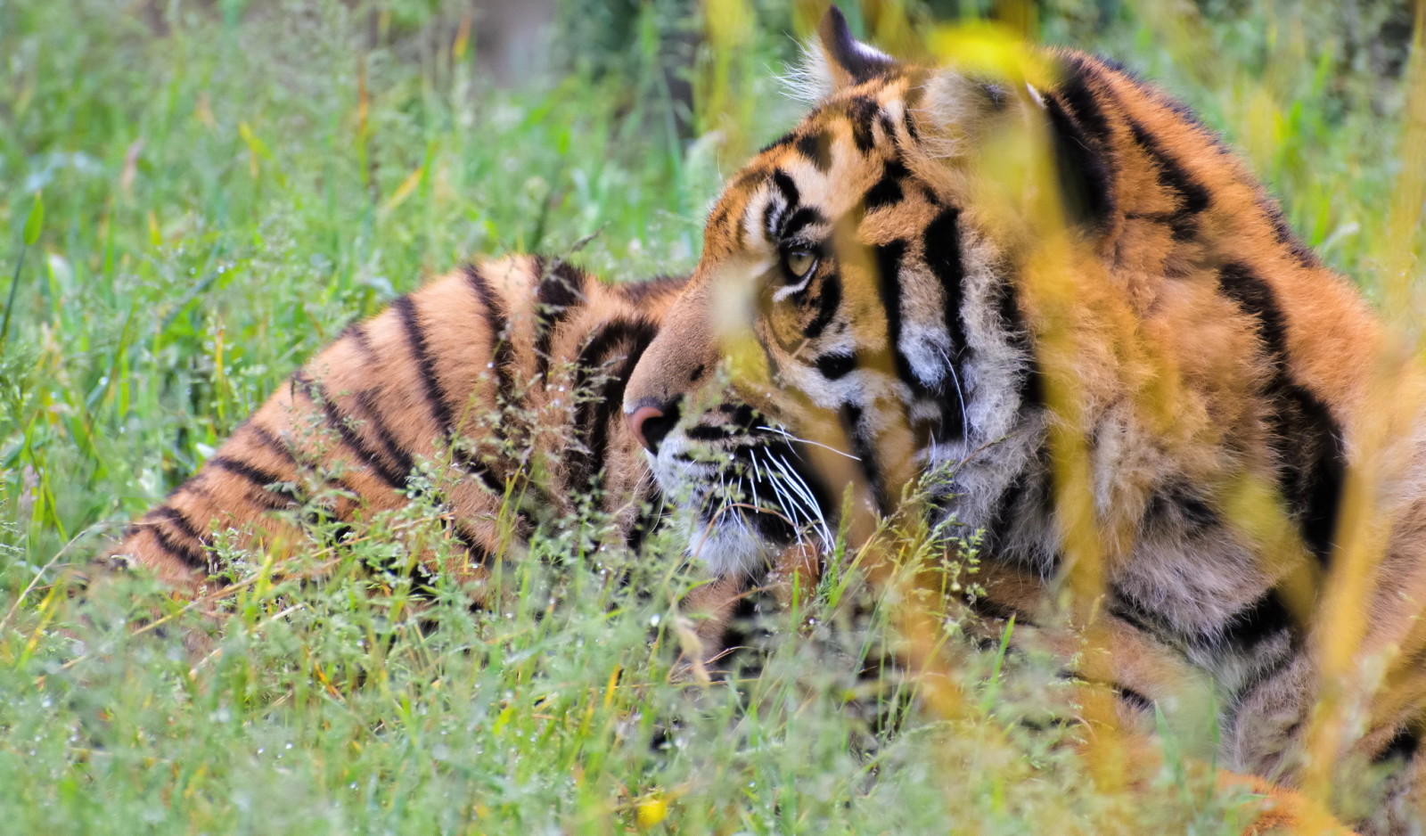 cỏ, khuôn mặt, động vật ăn thịt, con hổ
