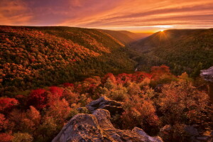 秋, 森林, 風景, 光。自然, ペイント, 日没