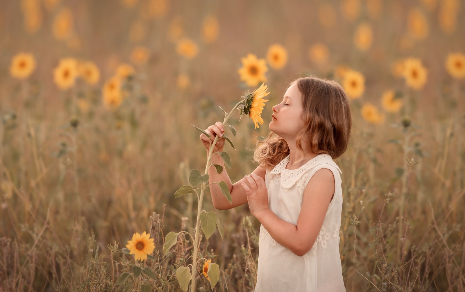 musim panas, gadis, bunga matahari