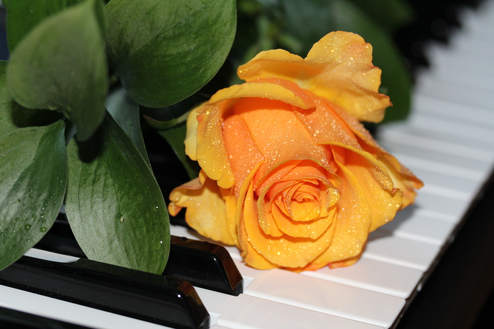 玫瑰, 音乐, 钢琴
