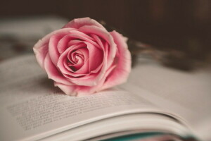 책, 꽃, 매크로, 분홍, 장미