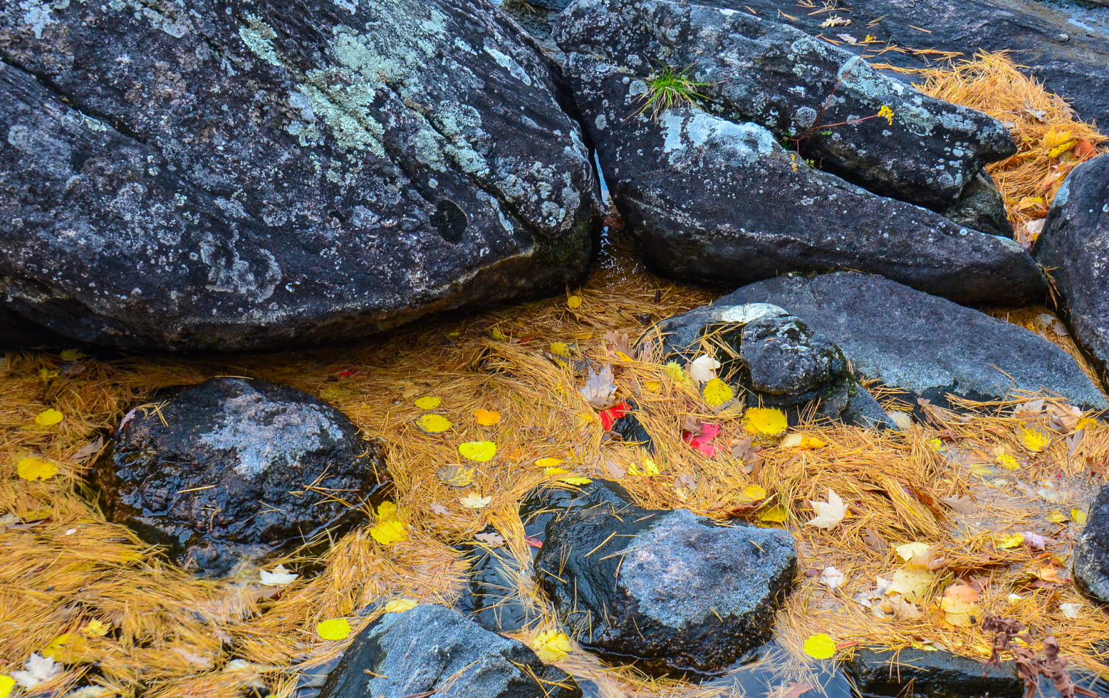 가을, 돌, 이파리, 물, 흐름