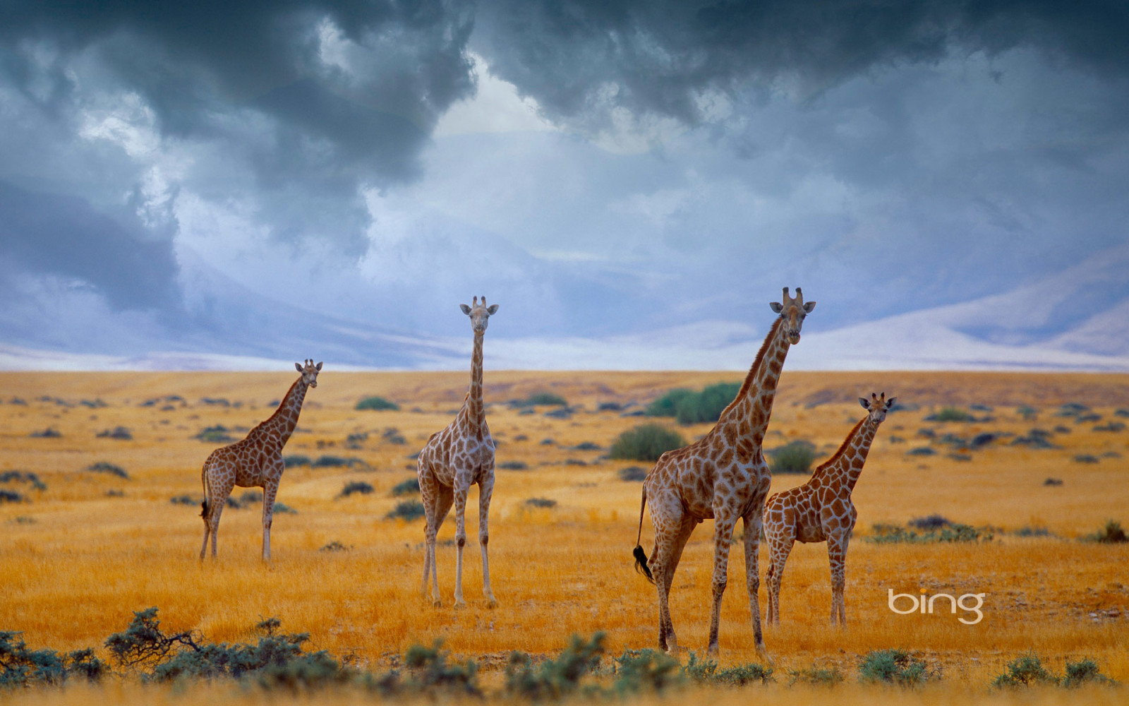 天空, 乌云, 非洲, 纳米比亚, 长颈鹿