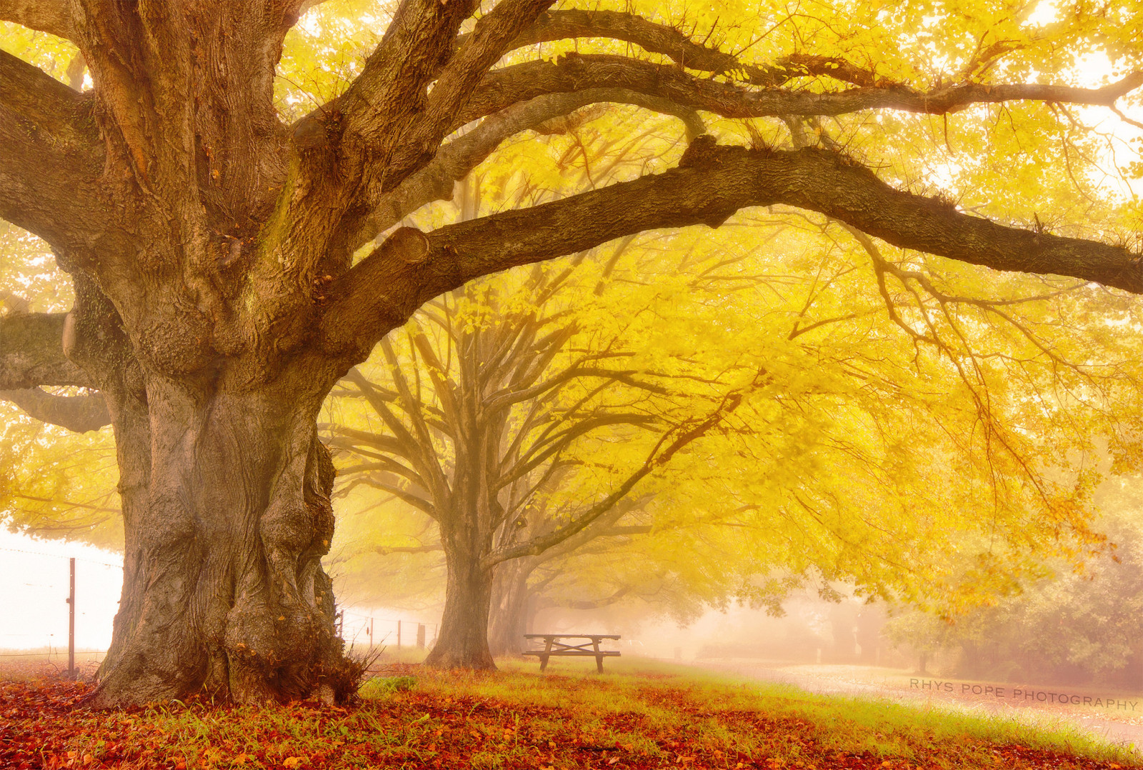 가을, 도시, 나무