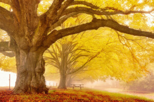 musim gugur, kota, pohon