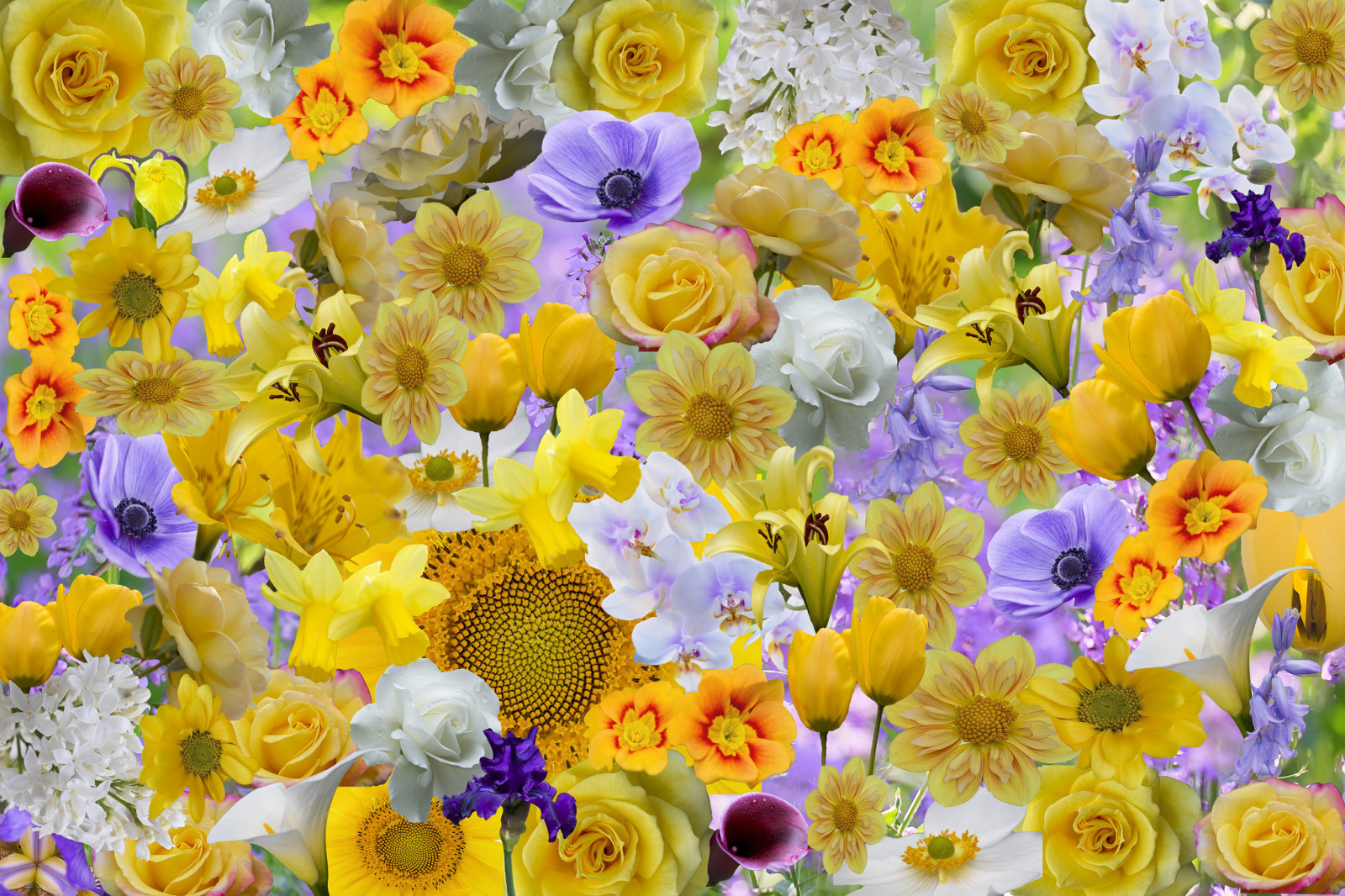 bunga-bunga, mawar, kelopak, kolase, bunga matahari, iris