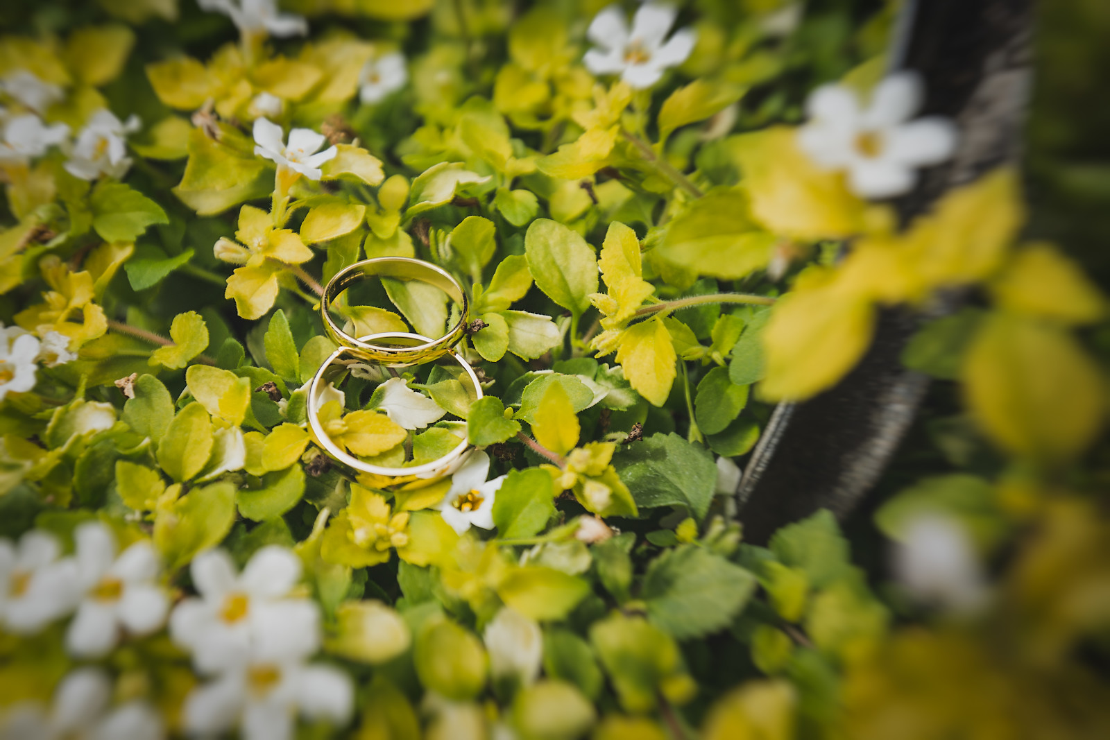 ใบไม้, แหวน, กลีบดอกสีขาว