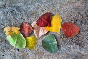 秋季, 秋天的颜色, 秋季, 树叶
