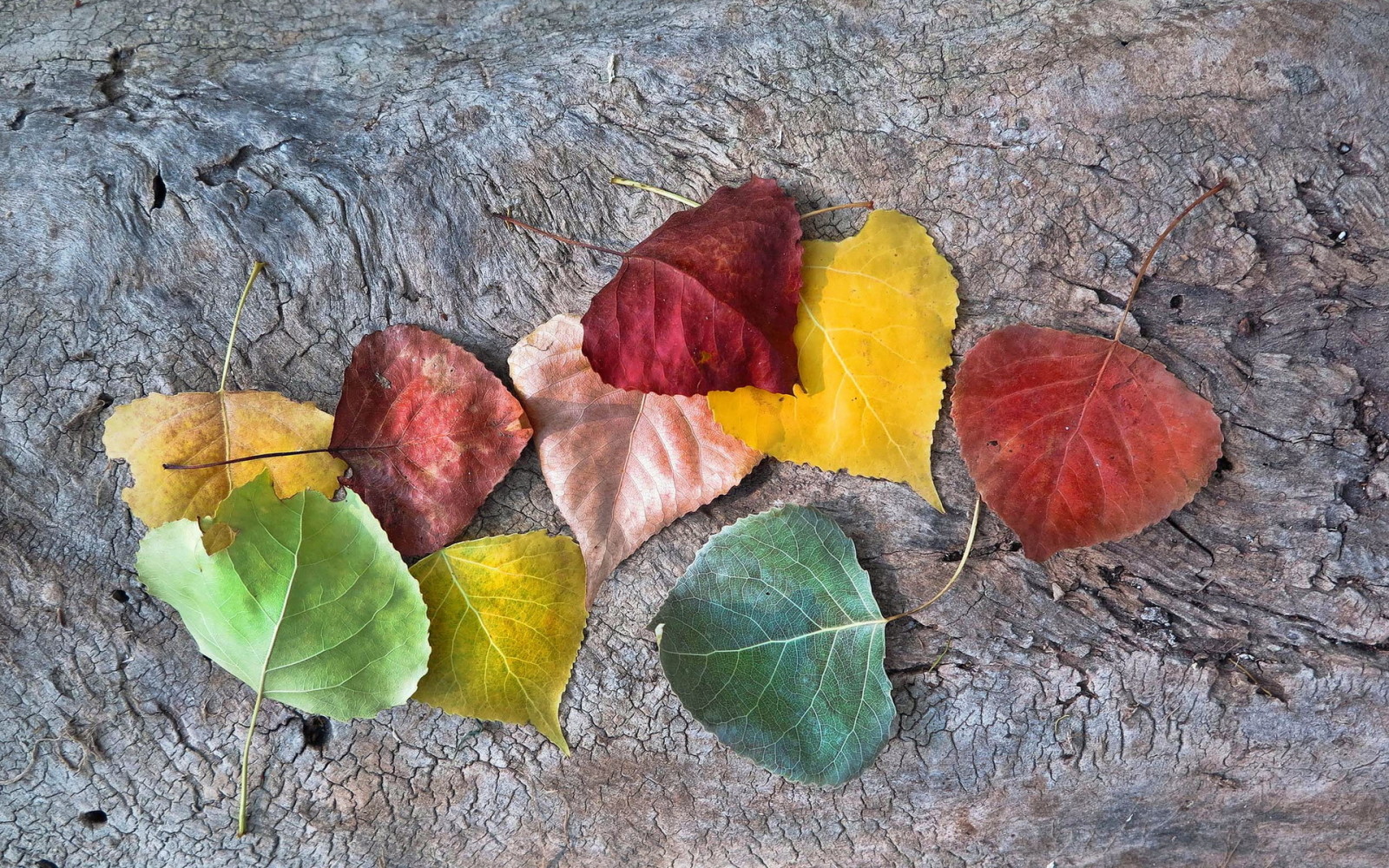 秋季, 树叶, 秋季, 秋天的颜色