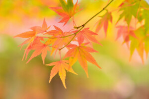 秋, ブランチ, 葉, 大きい, もみじ