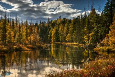 秋, 森林, 湖, 自然, 木