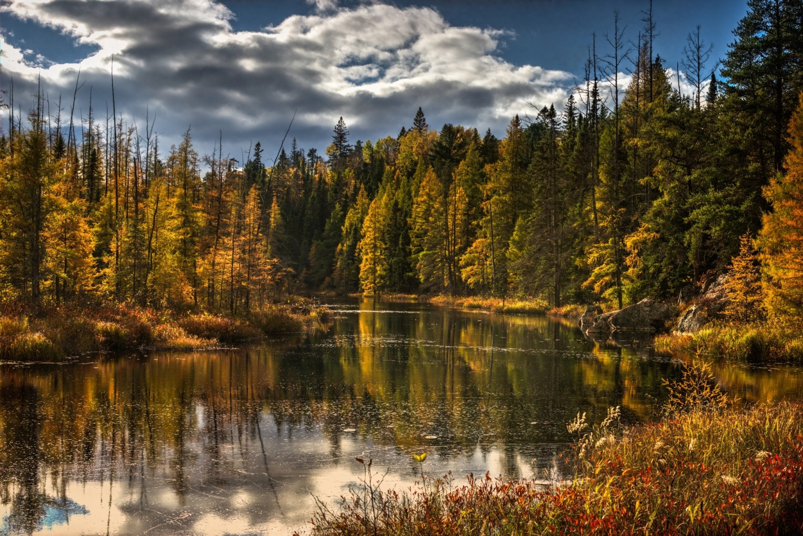 秋季, 森林, 自然, 湖, 树木