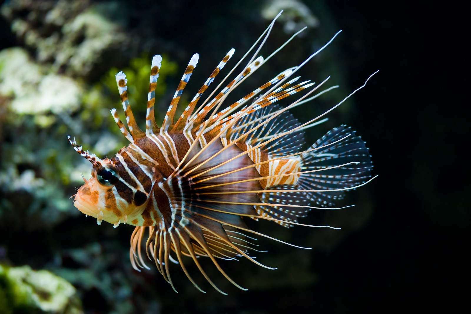 ikan, lionfish, Volter Pterois