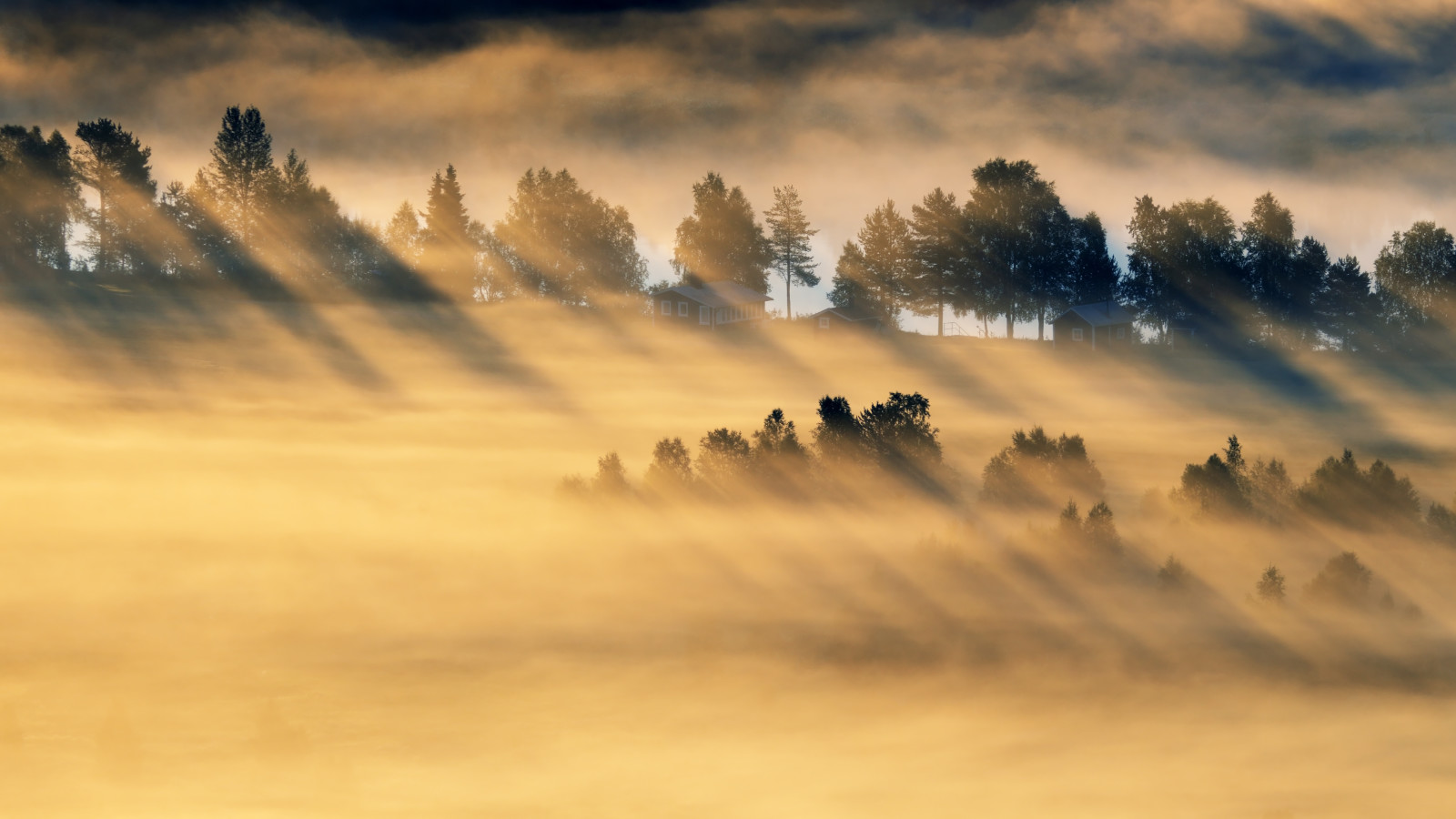 ánh sáng, cánh đồng, buổi sáng, sương mù