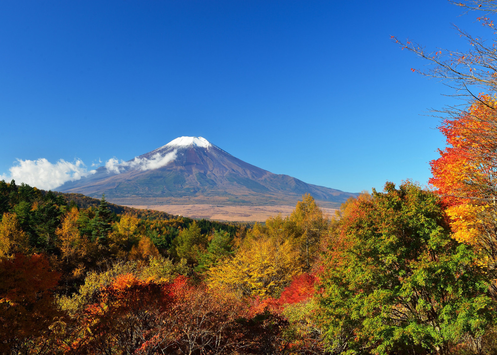 秋季, 天空, 树木, 日本, 树叶, 富士山