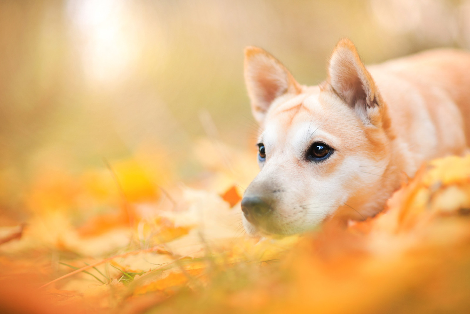 秋季, 自然, 狗, 面对, 动物, 树叶
