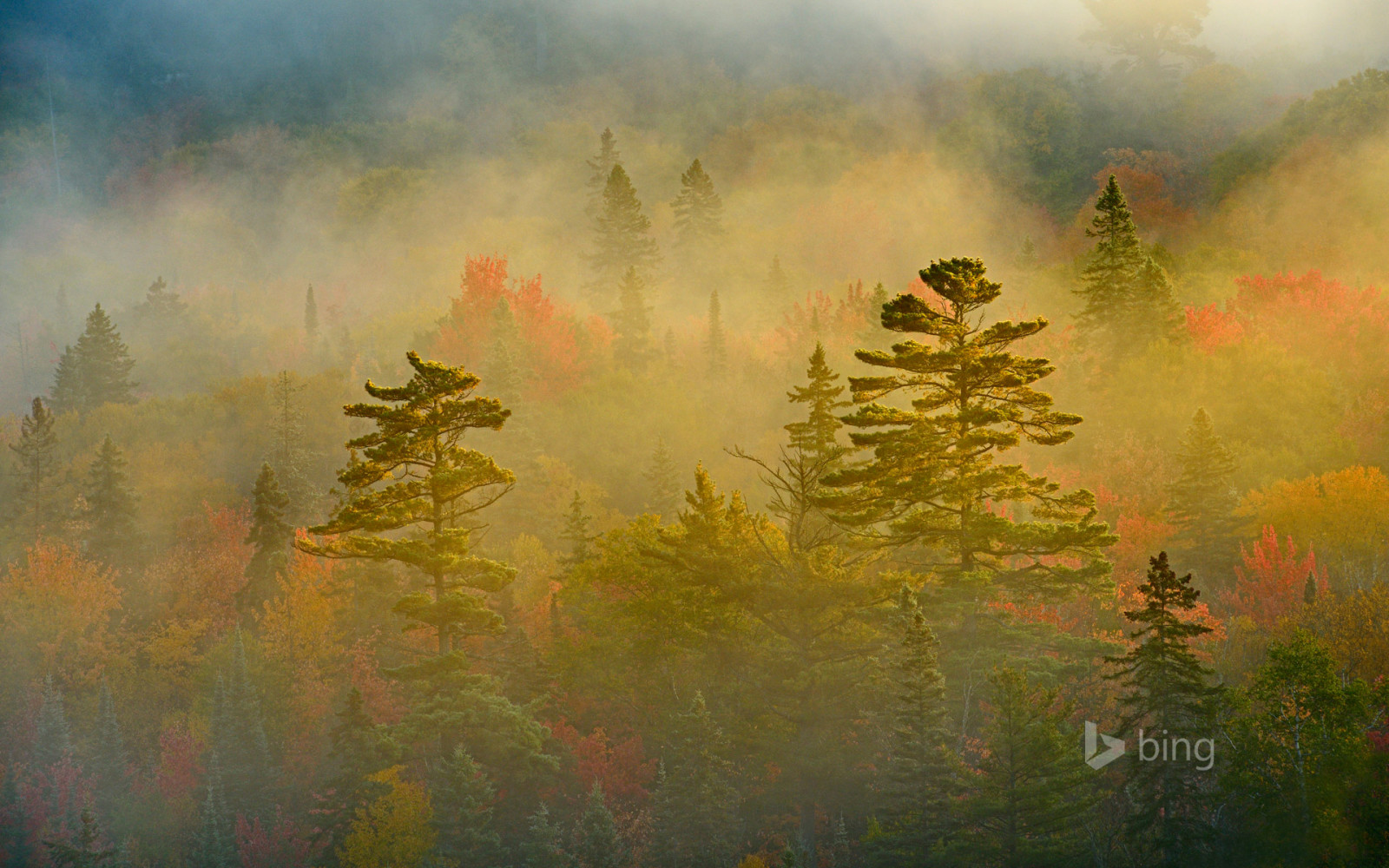 mùa thu, rừng, Canada, sương mù, Ontario