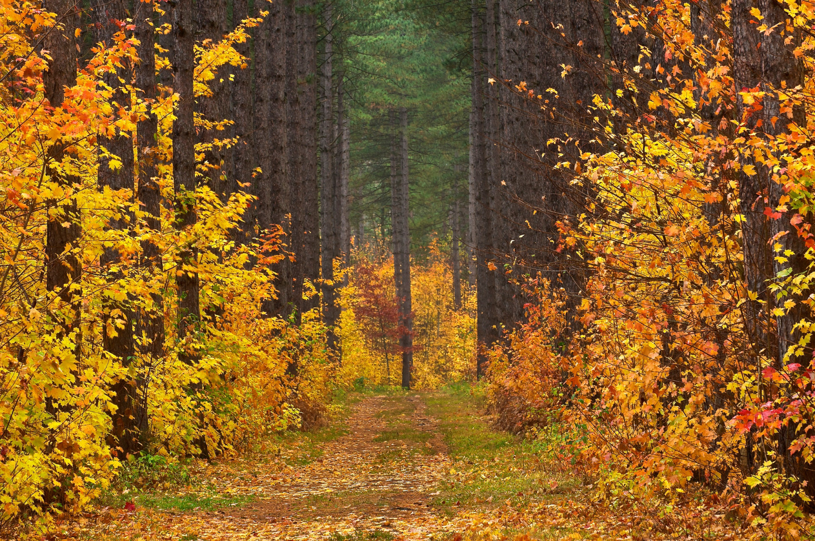 秋, 森林, 風景, 道路, 木, 葉, 清算