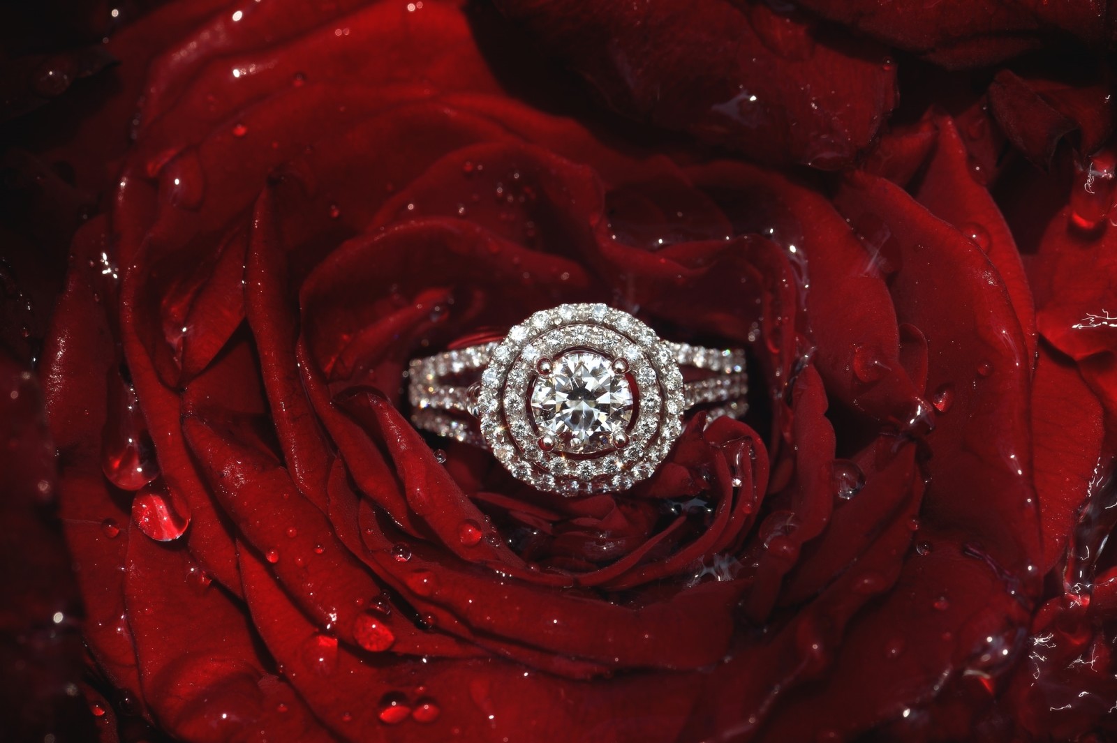 玫瑰, 花瓣, 环, 钻石