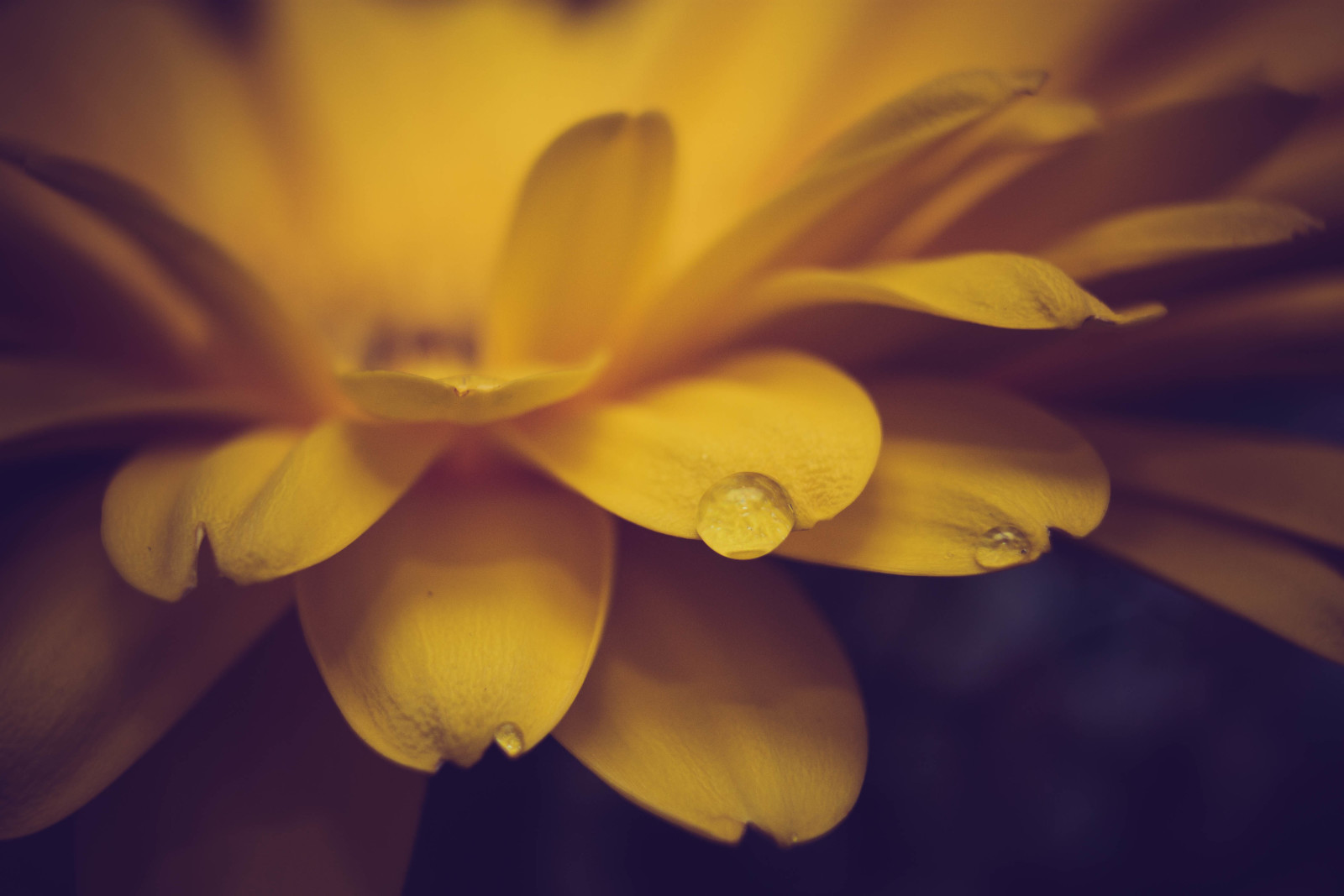 màu vàng, bông hoa, cánh hoa, rơi vãi