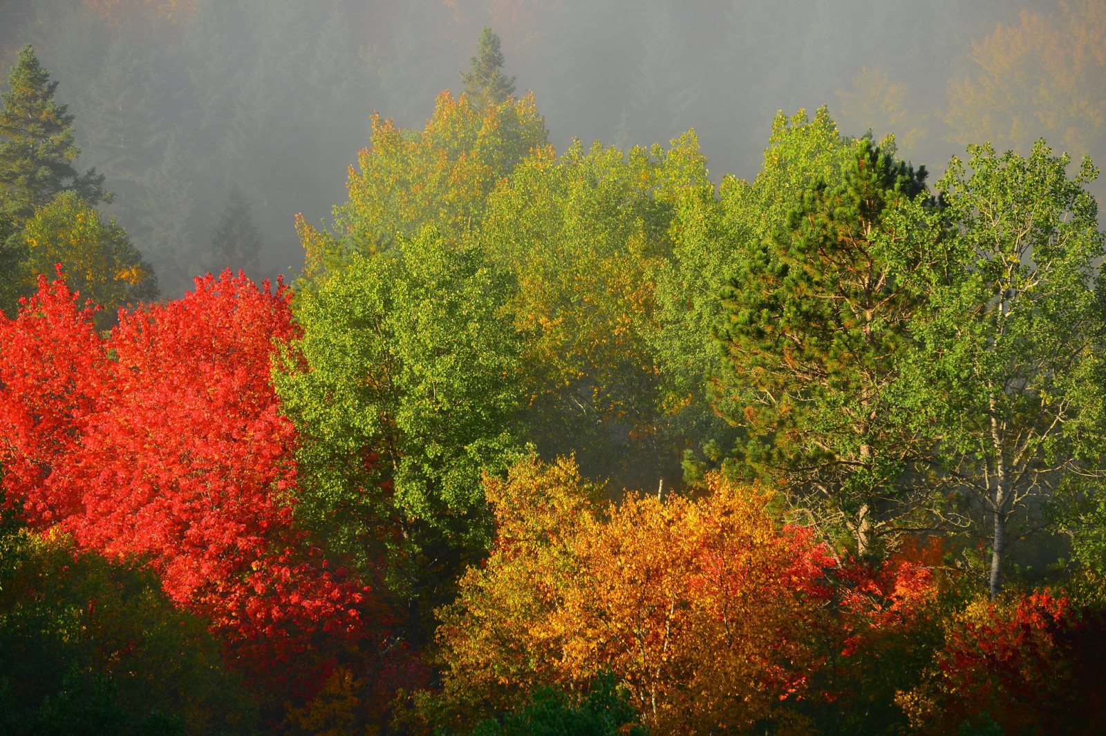 musim gugur, hutan, pohon, pagi, kabut