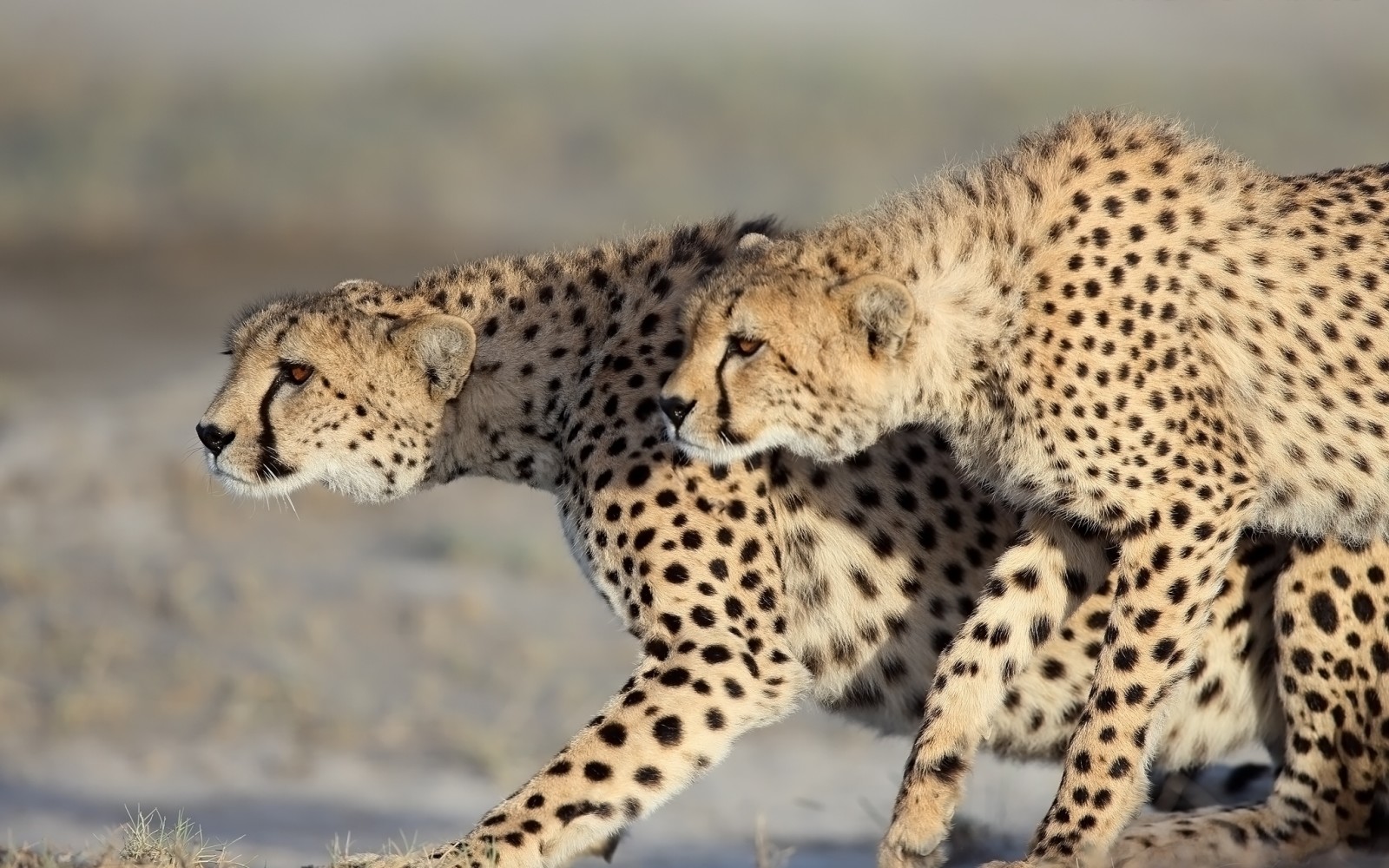 sepasang, Cheetah, kucing liar
