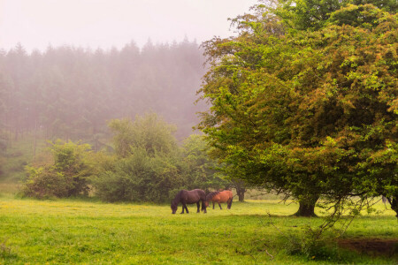 sương mù, rừng, glade, cỏ, con ngựa, cừu con, cây