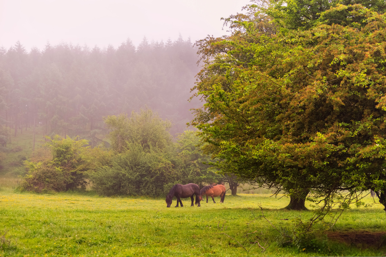 rừng, cỏ, con ngựa, cây, glade, cừu con, sương mù