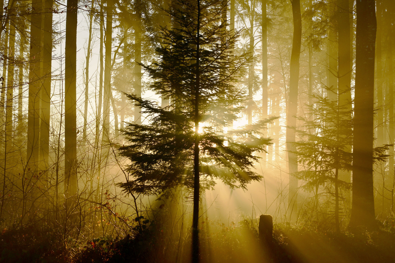 hutan, cahaya, alam