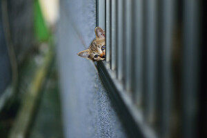 キティ, 見える, スパイ, 壁