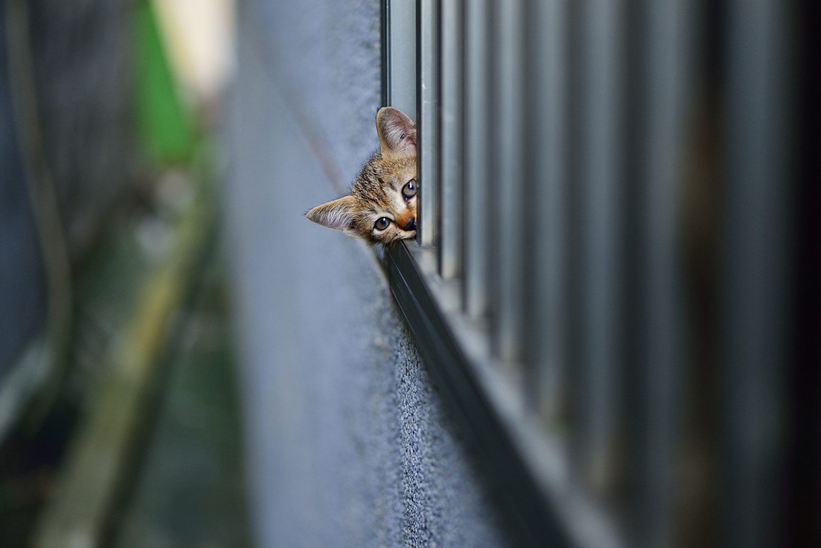 壁, キティ, 見える, スパイ