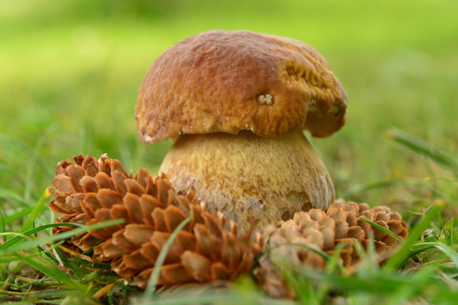 秋季, 自然, 蘑菇