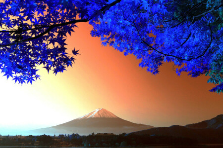 富士山, 日本, 葉, 山, 木