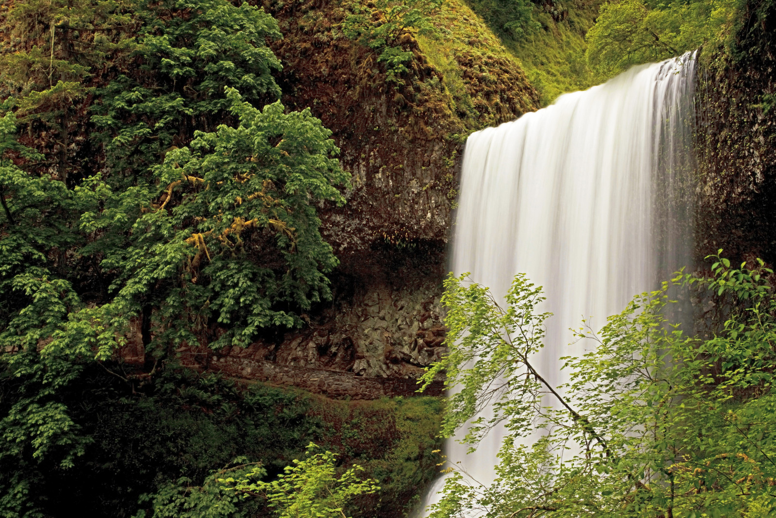 rừng, thác nước, Hoa Kỳ, Oregon, Thác bạc