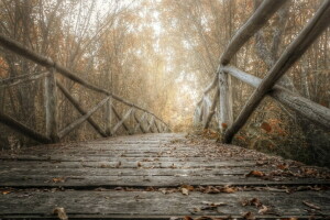 秋季, 桥, 树叶, 自然