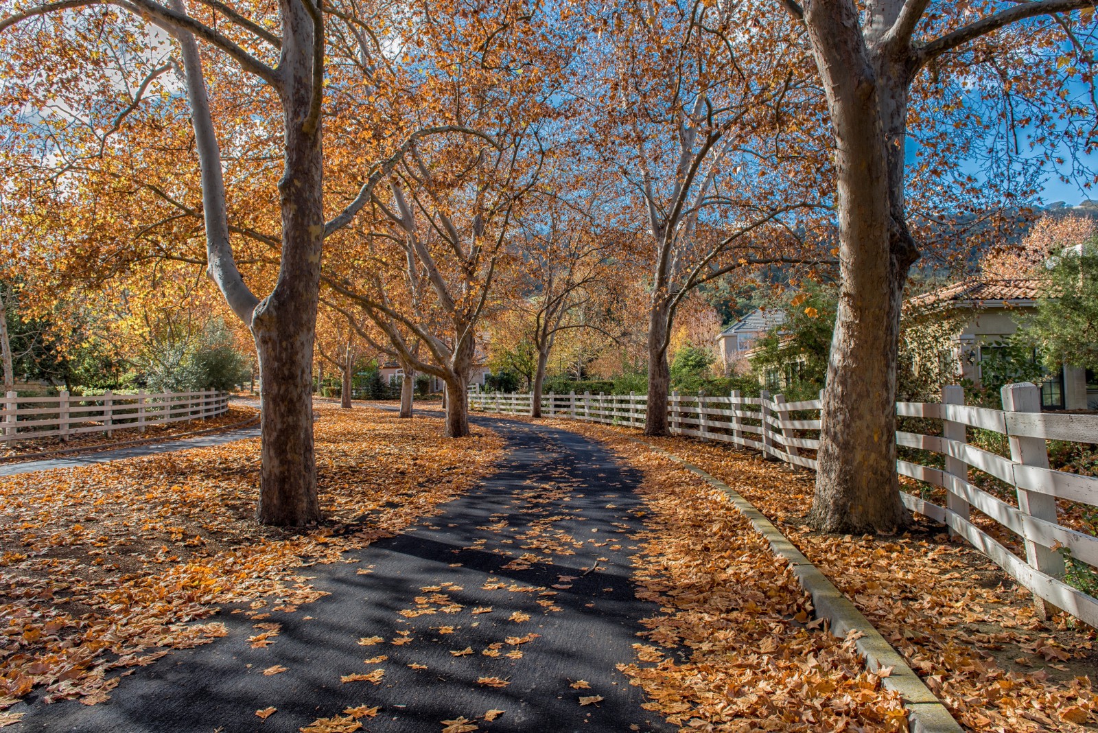 秋季, 自然, 屋, 树木, 树叶, 栅栏, 道路