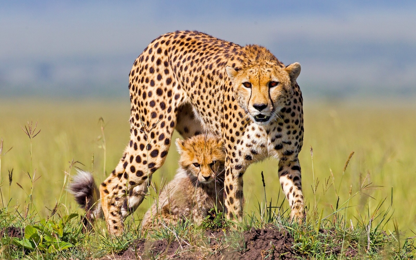 anak, kucing, Afrika, Cheetah, Cheetah