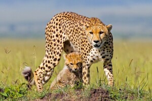 Afrika, Cheetah, Cheetah, anak, kucing