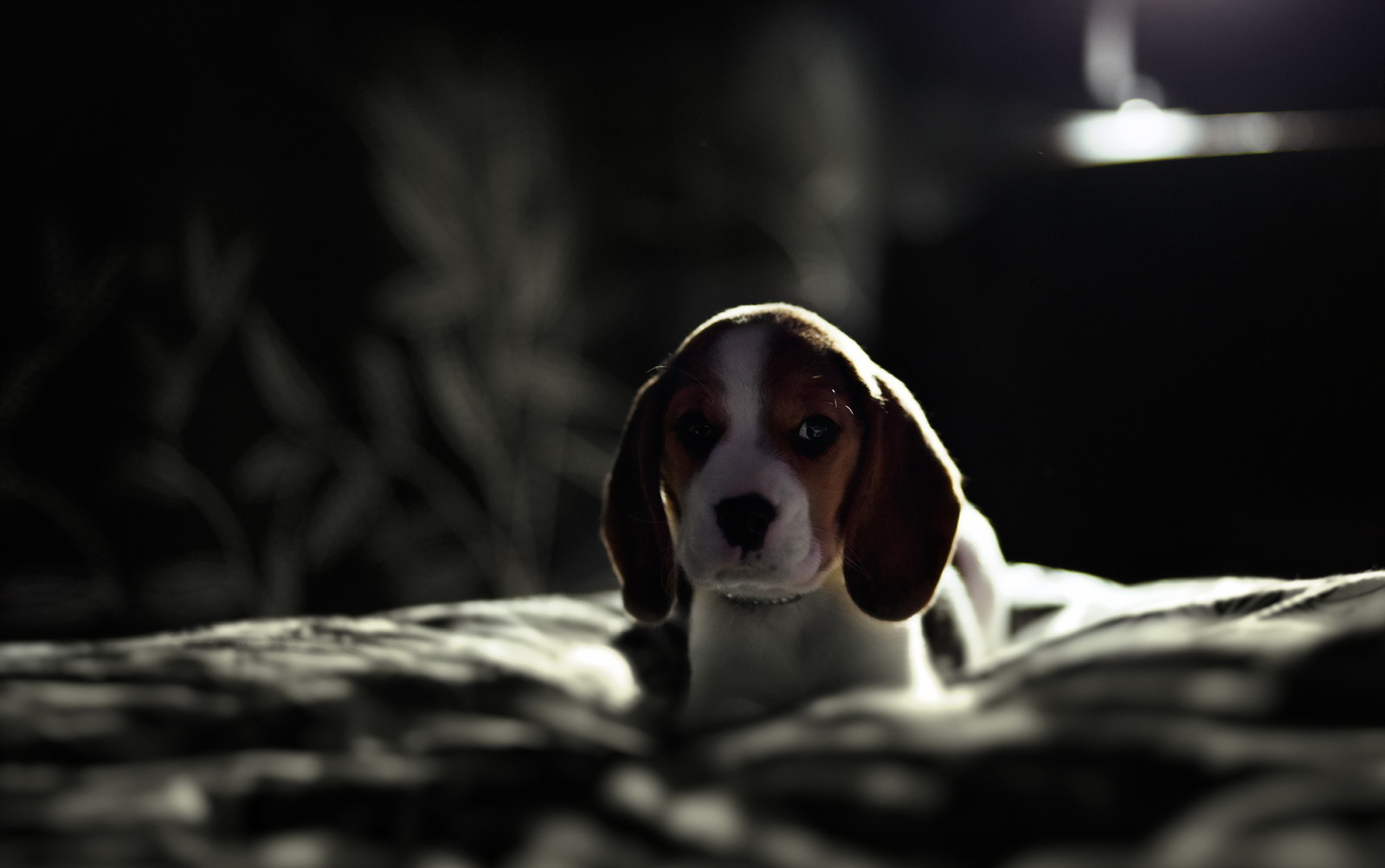 nhìn, chó, mỗi, Beagle