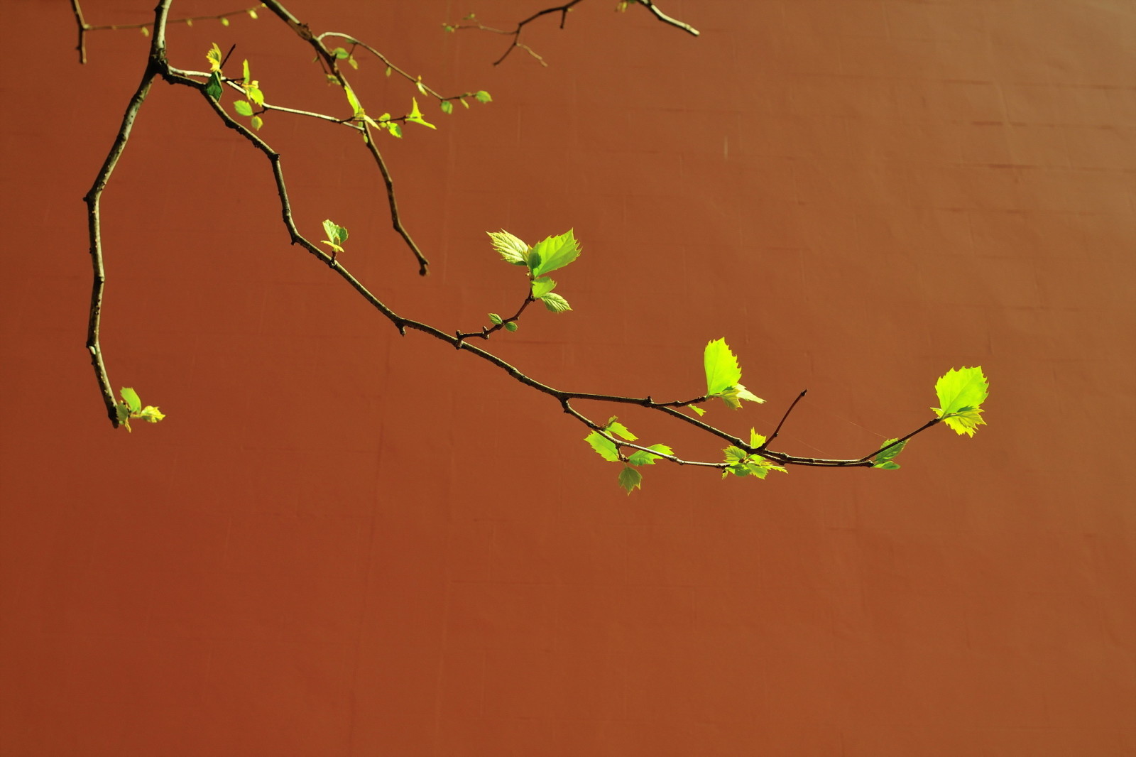 dinding, musim semi, cabang