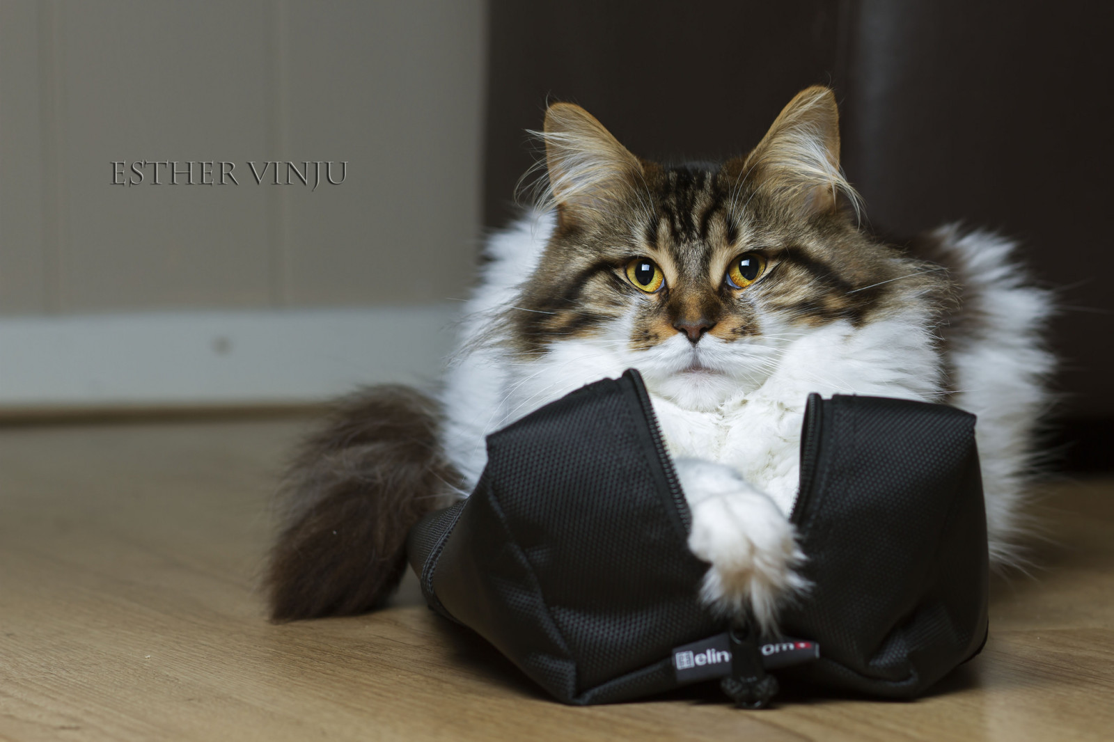 고양이, 가방