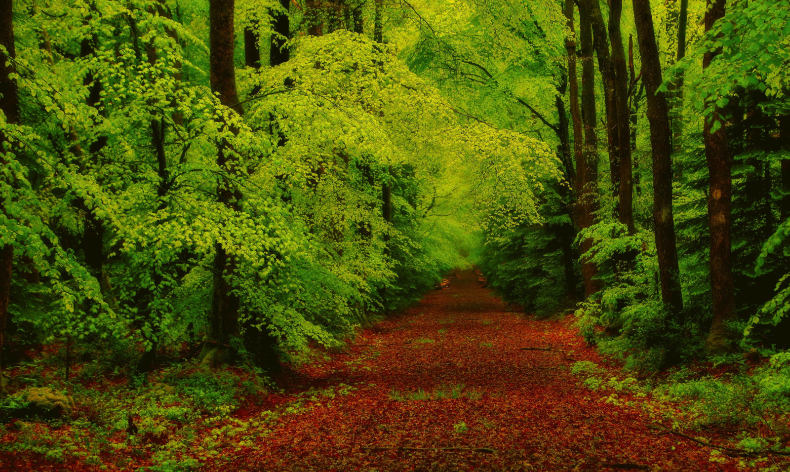 秋季, 森林, 分行, 树木, 树叶, 跟踪