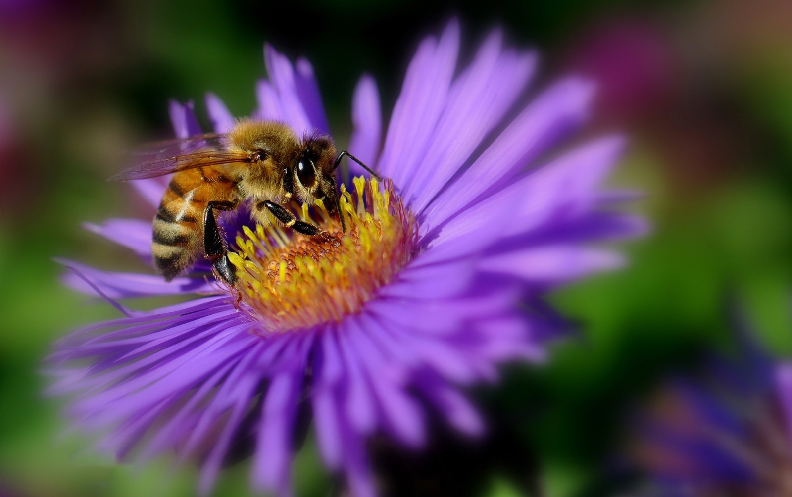 ดอกไม้, กลีบดอก, แมลง, ผึ้ง