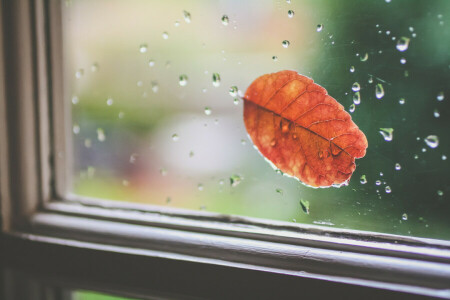 落とす, ガラス, 葉, オレンジ, シート, 窓